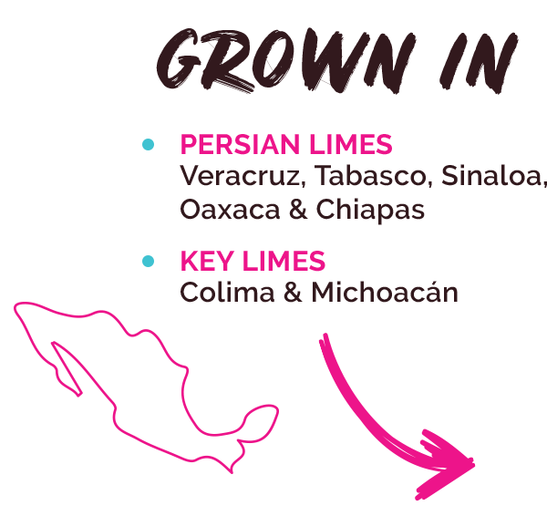Grown in: Persian Limes: Veracruz, Tabasco, Oaxaca & Chiapas Key Limes: Colima & Michoacan